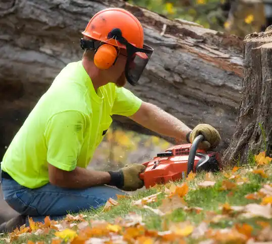 tree services Deerwood